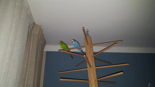 Wellensittich-Bild: Lilly und Woody