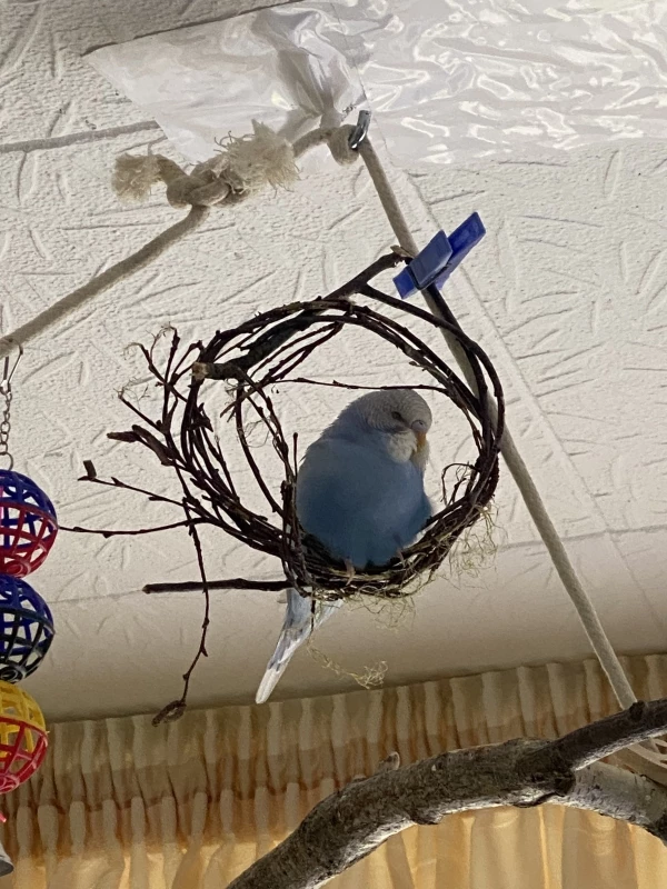Wellensittich-Bild: Luna auf ihrem Lieblingsplatz.