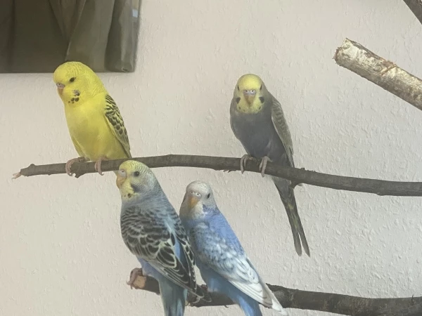 Wellensittich-Bild: Oben links ist Sunny, oben rechts ist Charly, unten links ist Lina und rechts ist die kleine Luna.