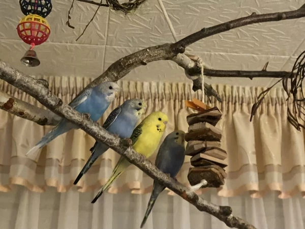 Wellensittich-Bild: Die 4 Federbällchen von links: Luna, Lina, Sunny, Charly <3