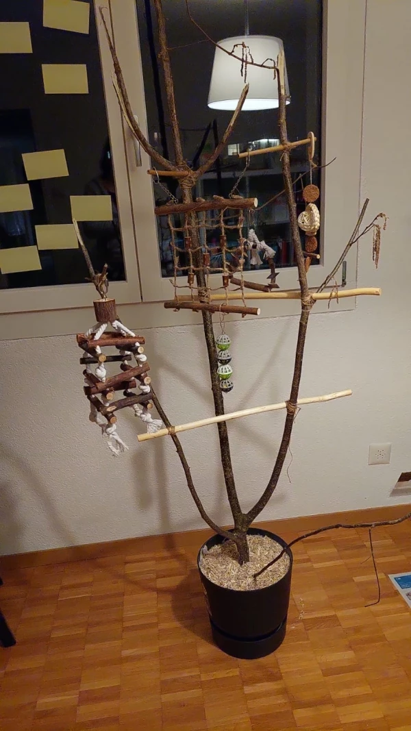 Wellensittich-Bild: Spielbaum Wellis