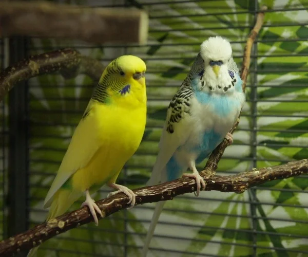Wellensittich-Bild: So ein hübsches Schenkelchen.