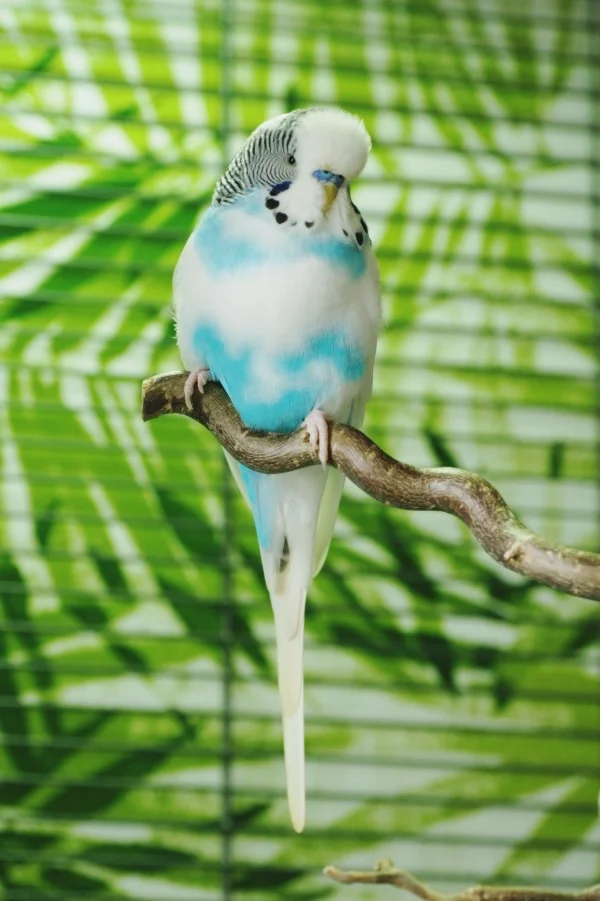 Wellensittich-Bild: Mit schönem Palmenhintergrund. :)