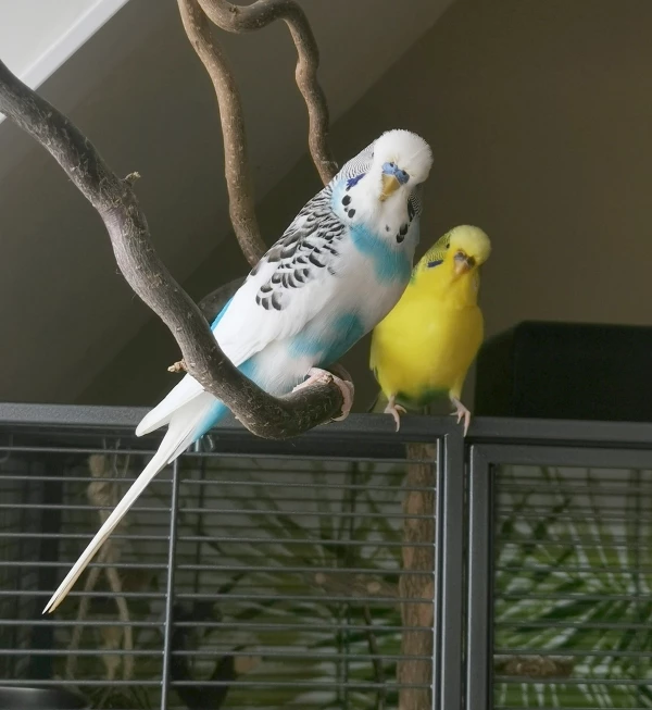 Wellensittich-Bild: Was hast du da gerade gesagt? Willst du Stress? :D