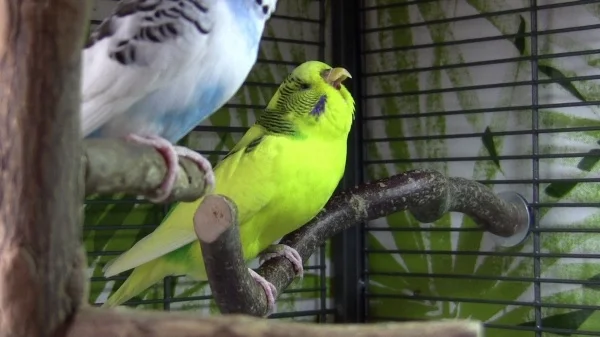 Wellensittich-Bild: Wilma beim Gähnen. :D