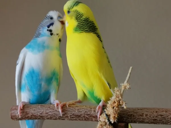 Wellensittich-Bild: Fredy und Wilma kommen sich auf dem Geiersitz (zu) nah. 