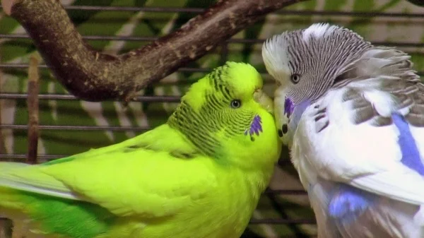 Wellensittich-Bild: Liebe ist doch so schön