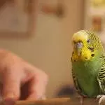 Meine kleine Ente Yoshi