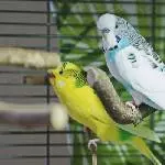 Wilma und Fredy
