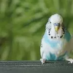 Hirsebart