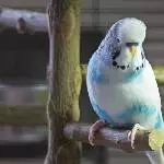Fredy mit aufgebauschtem Köpfchen