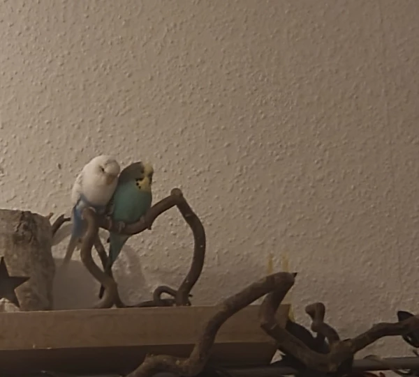Wellensittich-Bild: Heute Nacht wollen wir mal draußen bleiben. Aber die Felo nimmt ja Rücksicht auf uns :P 