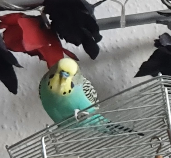 Wellensittich-Bild: Später wieder halligalli :D
