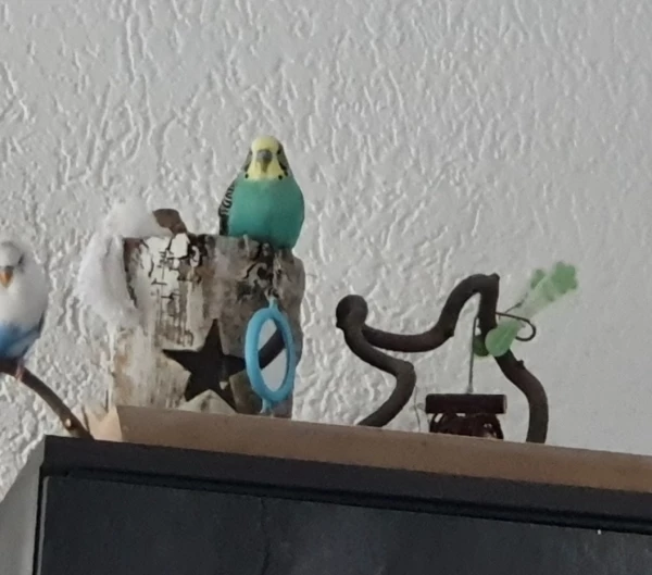 Wellensittich-Bild: Der König begutachtet sein Königreich :D