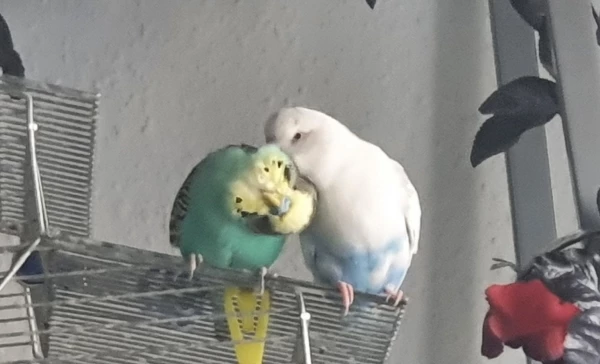 Wellensittich-Bild: Fritzchen wird wieder verwöhnt.
Sonst sieht man Fritzchens Bart nicht so gut :P