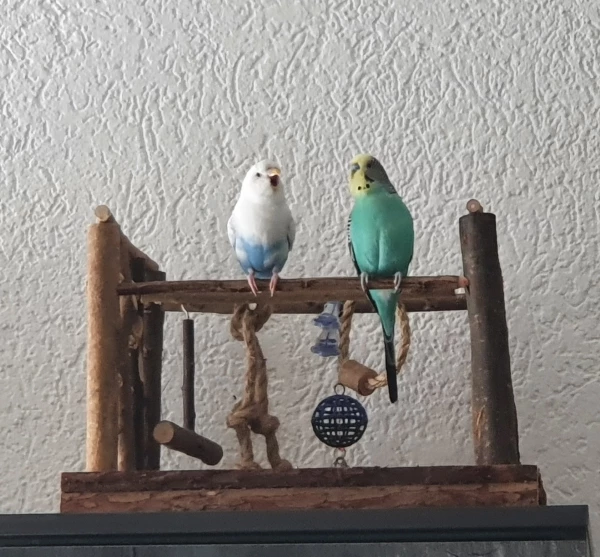 Wellensittich-Bild: Was soll man bei dem Wetter auch sonst machen, außer chillen. :P