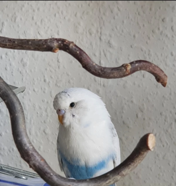Wellensittich-Bild: KUCKUCK! :P