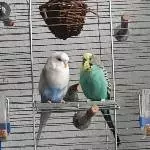 Fritzchen und Anton 