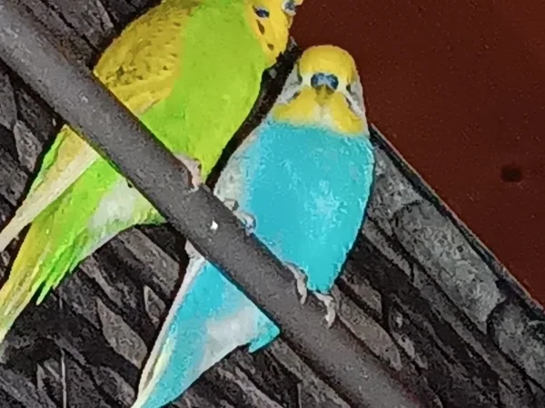 Wellensittich-Bild: Kiwi ist 14 Monate alt und Fridolins Alter unbekannt, da es ein Fundwelli ist 