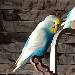 Newcomer Fridolin