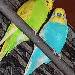 Kiwi & Fridolin