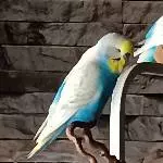 Newcomer Fridolin