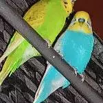 Kiwi & Fridolin