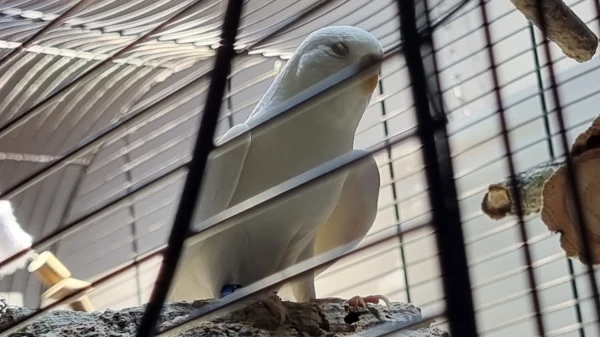 Wellensittich-Bild: Manchmal spreizt sie für einige Zeit die Flügel ab
