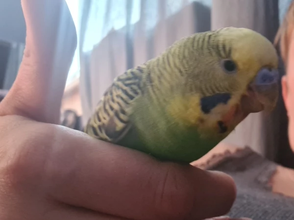Wellensittich-Bild: Bubi 