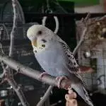 Wellensittich Kiki