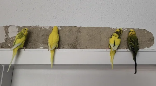 Wellensittich-Bild: Gemeinsam bei der Arbeit.. Heute gibt es Futterzuschlag :-)