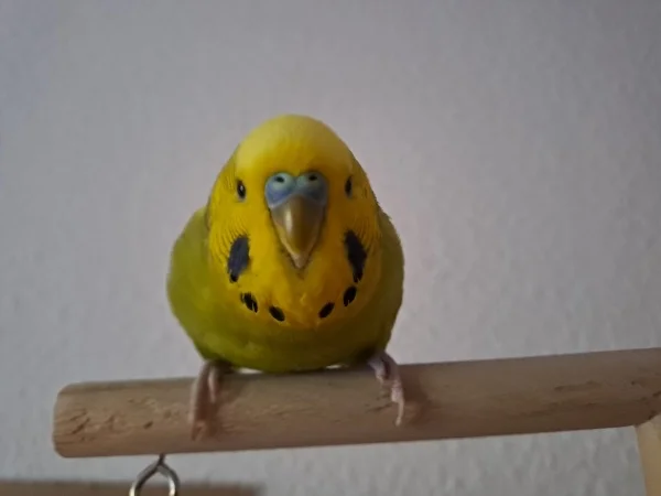 Wellensittich-Bild: Was hat der FeLo den da schon wieder in der Hand!?