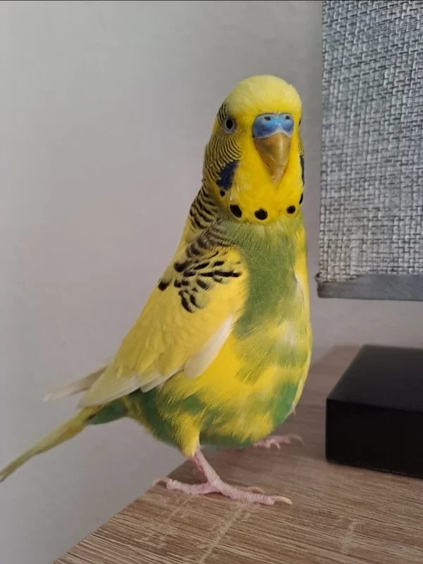 Wellensittich-Bild: Peppi und die anderen sitzen gerne auf der Lampe. :)
(19:32 Uhr, alle vier sind noch draußen)
