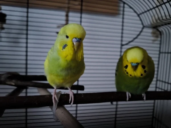 Wellensittich-Bild: Hope und Homer bevor sie beide aus dem Käfig klettern :-)