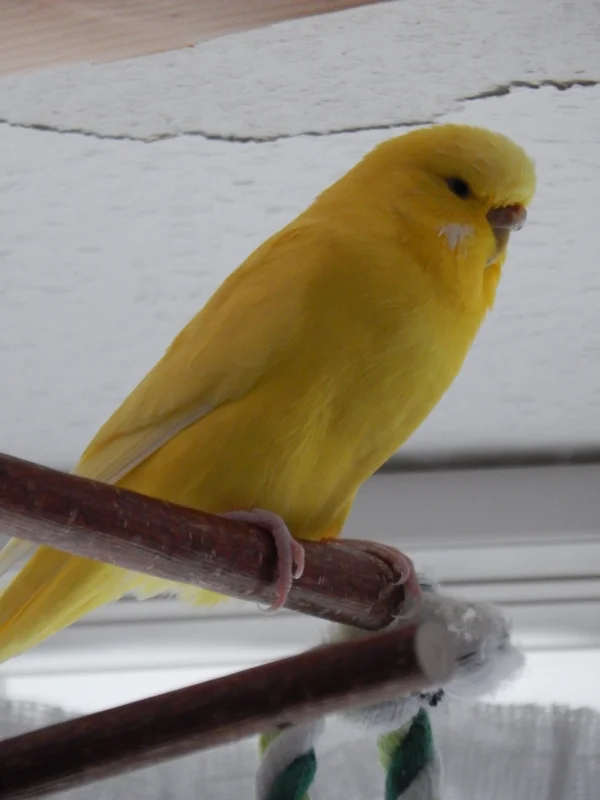 Wellensittich-Bild: Chloe muss sich auch erstmal ausruhen 