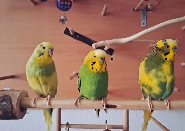 Wellensittich-Bild: Ein Foto was schon älter ist.. 