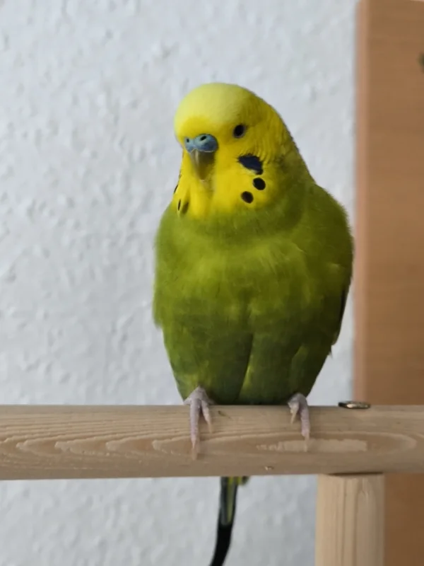 Wellensittich-Bild: Vor zwei Jahren ist der kleine bei uns eingezogen! Er war knapp 6 Wochen alt... Er tut die anderen drei ständig beschäftigen und ist immernoch sehr neugierig. 