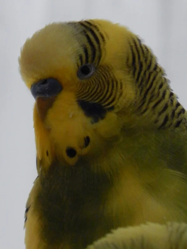 Wellensittich-Bild: Neues Bild von Peppi. Es war ein langer Tag gewesen...