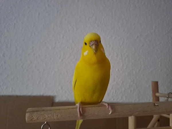 Wellensittich-Bild: Chloe, heute ein Jahr alt (06.09.), beschäftigt die anderen drei den ganzen Tag. ????