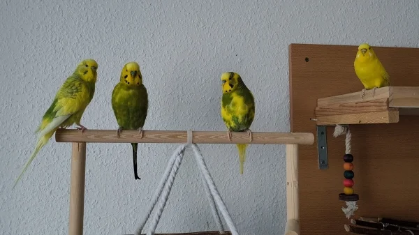 Wellensittich-Bild: Wieder ein Jahr geschafft.. Hope, Homer, Peppi und Chloe beim gemeinsamen Gruppenbild. Alles gute für 2024 :)