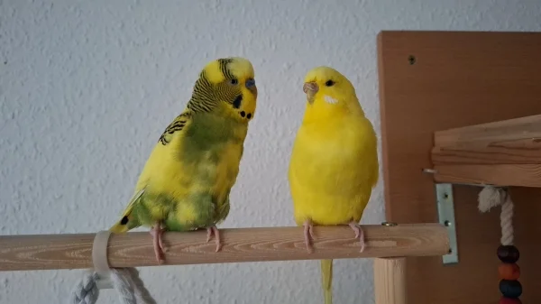 Wellensittich-Bild: Peppi (9 Jahre) ist 7 Jahre älter als Chloe und die zwei verstehen sich auch super.