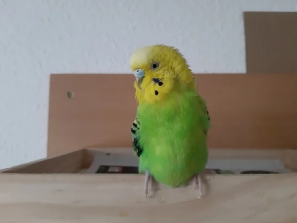 Wellensittich-Bild: Heute wärst du 13 Jahre bei mir.

Sie ist als Nestjunger Wellensittich bei mir eingezogen. 

Wir dachten damals, Sie währe ein Er :)

Sie war eine ruhige Henne gewesen, liebevoll seinen Partnern gegenüber und musste alles genau beobachten.

..