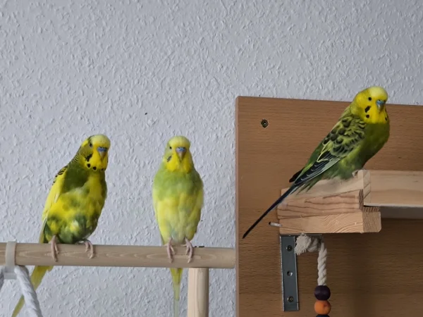 Wellensittich-Bild: Schönes Foto von Peppi, Hope und Homer :-) Chloe fehlt leider auf diesem Bild.. 