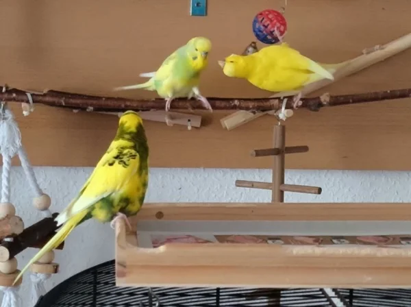 Wellensittich-Bild: Chloe hängt ab.. Hope und Peppi gucken zu :-) ;-)