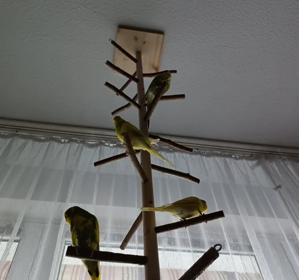 Wellensittich-Bild: Unser Fe-Lo hat uns ein Kletterbaum gekauft ????