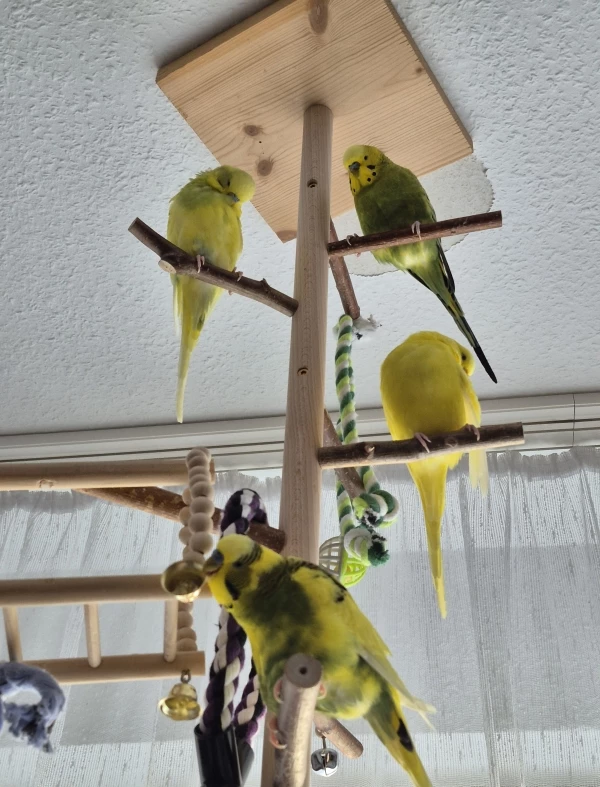 Wellensittich-Bild: Schön auf unseren Kletterbaum sitzen, spielen und schlafen... Schöne Pfingsten wünschen wir. 