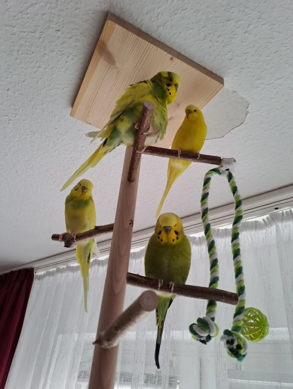 Wellensittich-Bild: Schön auf unseren Baum sitzen, schlafen und mal schnattern.. :-) ;-)