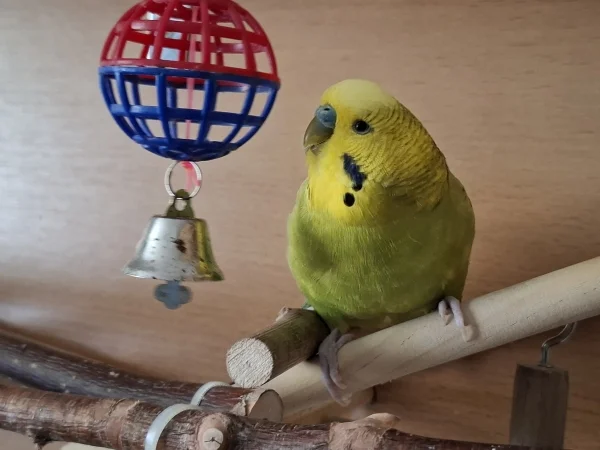 Wellensittich-Bild: Hier ist auch einer seiner Lieblingsplätze... Mit dem Ball und der Glocke spielt er auch sehr gerne! :)