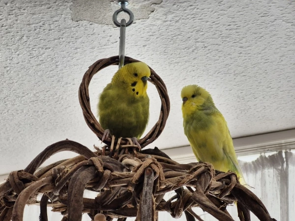 Wellensittich-Bild: Hope und Homer gemeinsam hoch oben um alles zu beobachten... 