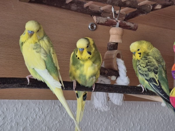Wellensittich-Bild: Die kleinen halten ihre Siesta... Gleich gehts wieder weiter  :)